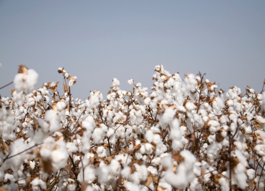 La Fleur de coton : histoire et caractéristiques d’une senteur iconique